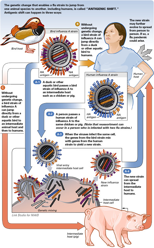 antigenic shift